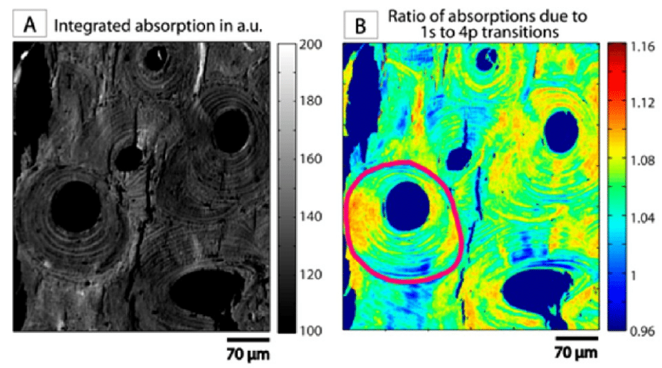 Spectroscopie d’absorption des rayons X du calcium à l’échelle du micron sur l’os cortical